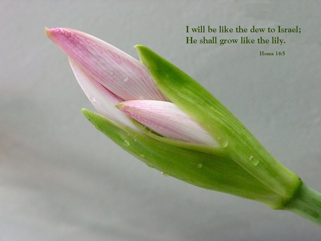 Hosea 14:5 I will be like the dew to Israel;He will blossom like the lily,And  he will take root like the cedars of Lebanon.